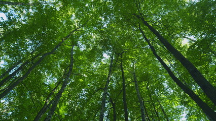 Obraz premium Crawl Through A Green Deciduous Forest. Trees With Sunlight Morning. Walking Through Forest. Wooded Environment Beauty With Bare Deciduous Trees. Moves slowly.