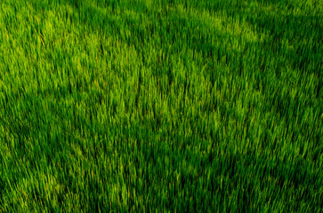 Obraz premium green grass texture