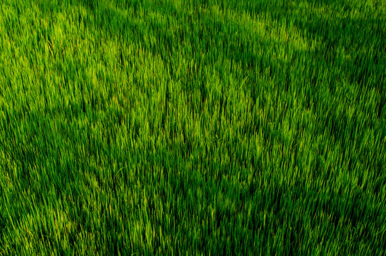green grass texture