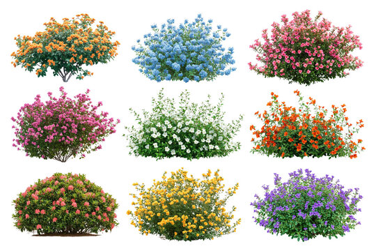Fototapeta PNG flower bush element set, transparent background