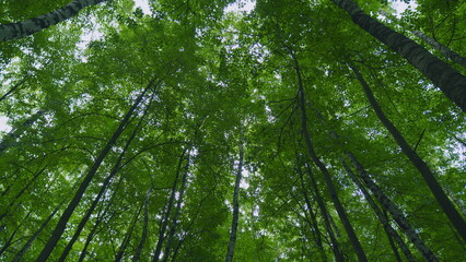 Fototapeta premium Foliage Of Magnificent Green Tree. Lush Green Foliage And Afternoon Sun. Walking Through Forest With Large Green Trees. Gimbal shot.