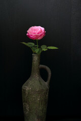 Pink beautiful rose in vase on dark black background, still life with rose flower in vase, low key photography with pink rose