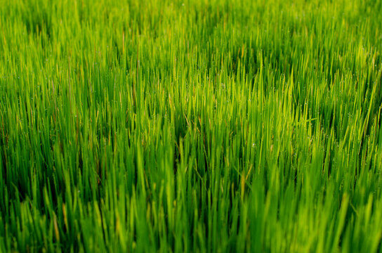 grass texture