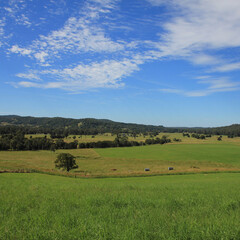 Green meadows near Wauchope, Australia.