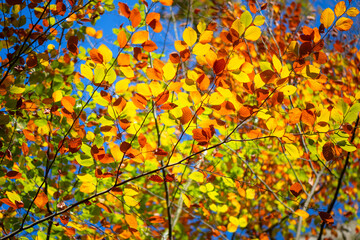 Colorful vibrant autumn leaves of beech trees (Fagus) in Sauerland (Germany) in Indian Summer. The leaves turn orange, yellow, red and brown in October and November and are illuminated by the sun. 