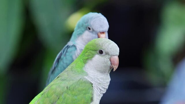 Two monk parakeets (Myiopsitta monachus) in love, also known as the Quaker parrot, small, bright-green parrot with a greyish breast and greenish-yellow abdomen. Valentine concept