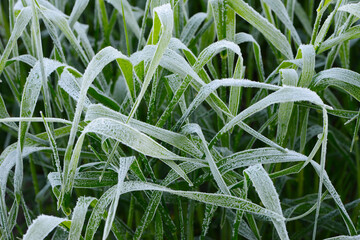 Obraz premium Raureif, Getreideblätter