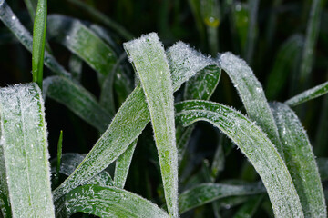 Raureif, Getreideblätter