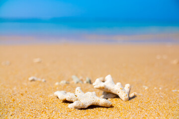 Corals on the sand on the seashore. Seascape background, sandy shore with corals and shells.