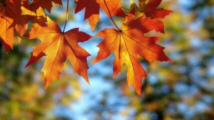 Autumn background with maple leaves and bokeh,Fall blurred background, Yellow and red maple leaves are flying and falling down. Autumnal landscape.water drop on leaf,space for text.