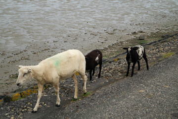 grasende Schafe Ovis gmelini aries auf dem Deich von Neuharlingersiel