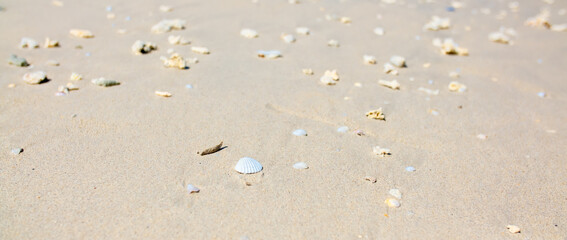 Corals on the sand on the seashore. Seascape background, sandy shore with corals and shells.