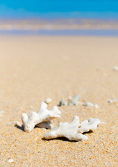 Corals on the sand on the seashore. Seascape background, sandy shore with corals and shells.