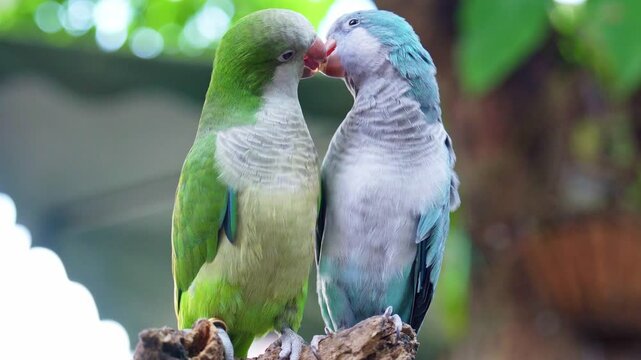 Two monk parakeets (Myiopsitta monachus) in love, also known as the Quaker parrot, small, bright-green parrot with a greyish breast and greenish-yellow abdomen. Valentine concept