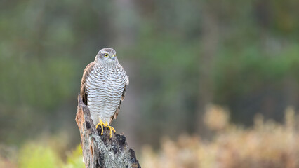 Sparrow hawk perched on a dry branch observing its surroundings