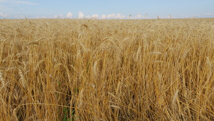 Golden Wheat Field And Sunny Day. Agriculture And Healthy Food Concept. Ripe Stakes Field. Bright Ripe Cereal Ears. Sunset Soft Light.