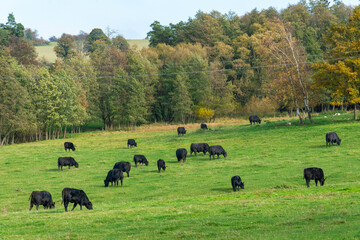 A herd of black cattle on green outdoor pasture