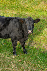 Potrait of black cow on pasture