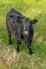 Fototapeta premium Single black meat cattle grazing on pasture