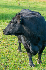 Potrait of black cow on pasture
