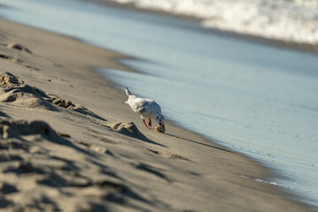Seagull with piece of food on Sandy Beach. Seagull standing on a sandy beach near the water, holding an object in its beak, likely a shell or piece of food.