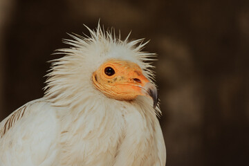 Close up of a striking white bird with vibrant facial features in natural light