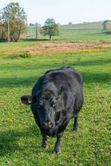 Single black meat cattle grazing on pasture