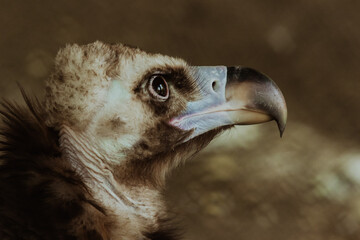 Close up of a vulture highlighting its features and intense gaze in nature