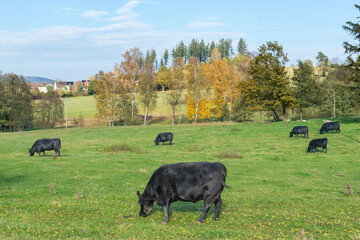 A herd of black cattle on green outdoor pasture