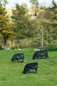 A herd of black cattle on green outdoor pasture
