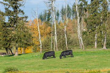 A herd of black cattle on green outdoor pasture