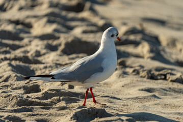 Seagull with piece of food on Sandy Beach. Seagull standing on a sandy beach near the water, holding an object in its beak, likely a shell or piece of food.
