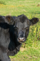 Fototapeta premium Potrait of black cow on pasture