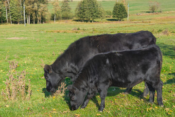 Single black meat cattle grazing on pasture