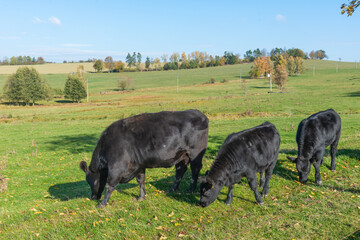 A herd of black cattle on green outdoor pasture
