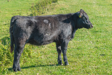 Single black meat cattle grazing on pasture