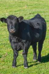 Single black meat cattle grazing on pasture
