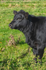 Potrait of black cow on pasture