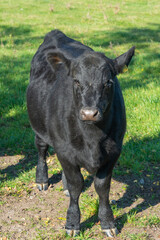 Single black meat cattle grazing on pasture