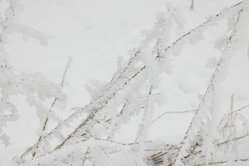 Raureif, Eiskristalle, Gräser