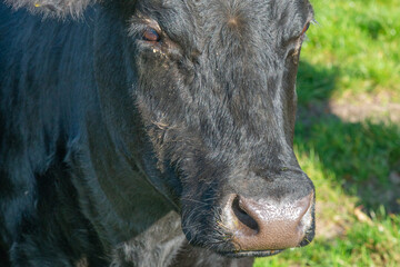 Potrait of black cow on pasture