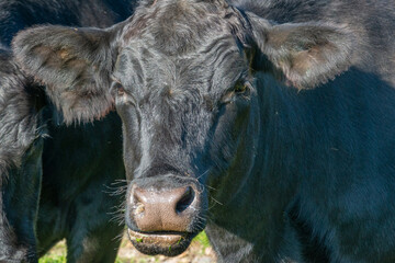 Potrait of black cow on pasture
