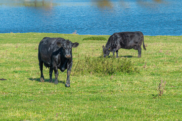 A herd of black Aberdeen Angus cattle on outdoor pasture