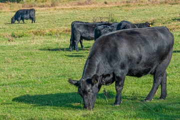 A herd of black Aberdeen Angus cattle on outdoor pasture