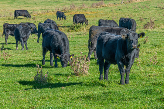 A herd of black Aberdeen Angus cattle on outdoor pasture