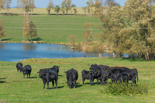 A herd of black Aberdeen Angus cattle on outdoor pasture