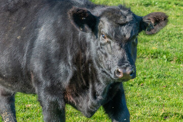 Close-up of black Aberdeen Angus cattle on outdoor pasture