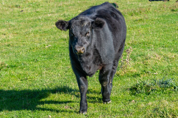 Close-up of black Aberdeen Angus cattle on outdoor pasture