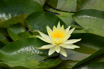 Yellow Water Lilly Australia