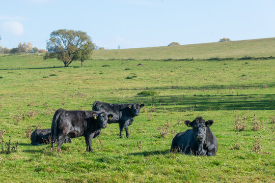 A herd of black cattle on green outdoor pasture